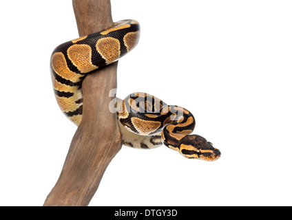 Royal python su un ramo, Python regius, su un ramo di fronte a uno sfondo bianco Foto Stock