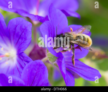 Il red mason bee Osmia simum (ex Osmia rufa) foraggio su hardy geranium cranesbill nel giugno del giardino Foto Stock