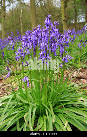 British bluebells nativo (Hyacinthoides non scripta) in un inglese antico bosco di latifoglie - Shaw legno, Derbyshire, Regno Unito - Maggio Foto Stock