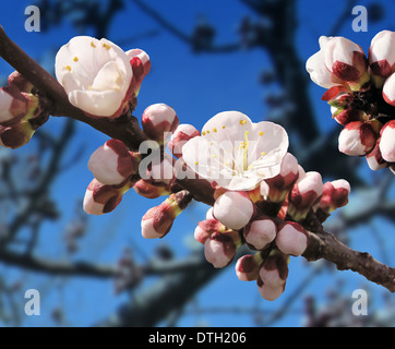 Primavera sbocciano i fiori con un albero di albicocche erba del fiore come un simbolo di botanica del rinnovamento della natura. Foto Stock