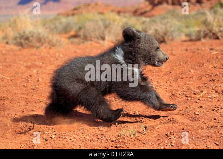 Orso grizzly, 3 mesi, Monument Valley, Utah, Stati Uniti d'America / (Ursus arctos horribilis) Foto Stock