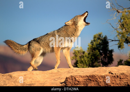 Coyote, Monument Valley, Utah, Stati Uniti d'America / (Canis latrans) Foto Stock