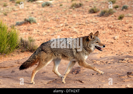 Coyote, Monument Valley, Utah, Stati Uniti d'America / (Canis latrans) Foto Stock