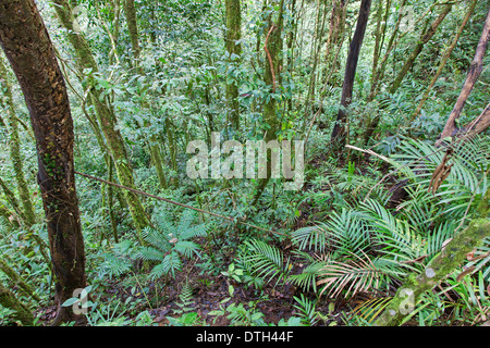Foresta pluviale nel Mount Kinabalu Park, Borneo Malaysia Foto Stock