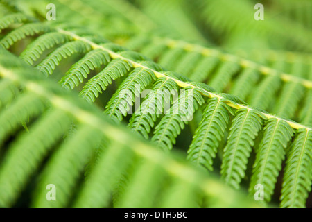 Fern Tree lascia ( Cyathea Contaminans ) nel Borneo, Malaysia Foto Stock