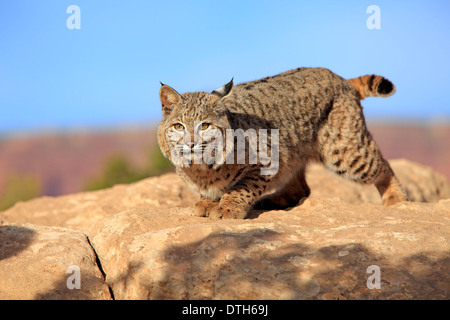 Bobcat, Monument Valley, Utah, Stati Uniti d'America / (Lynx rufus, Felis rufa) Foto Stock