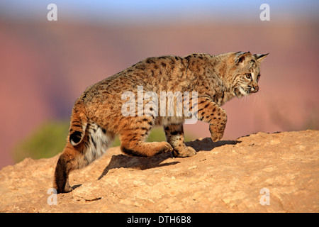 Bobcat, Monument Valley, Utah, Stati Uniti d'America / (Lynx rufus, Felis rufa) Foto Stock