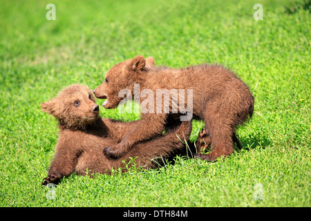 Unione orsi bruni, cubs / (Ursus arctos) Foto Stock