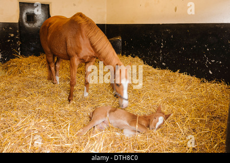 Intimità, di proprietà di Oaklawn prigioniero in Kildare, con un giorno di vecchio puledro neonato. Foto Stock