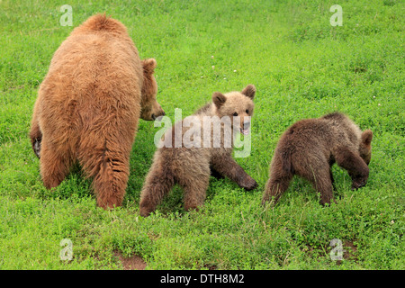 Unione orsi bruni, femmina con i cuccioli / (Ursus arctos) Foto Stock