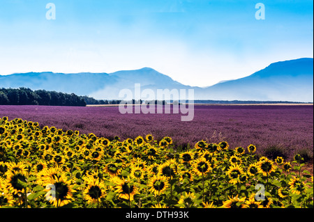 L'Europa, Francia, Alpes-de-Haute-Provence, 04, parco naturale regionale del Verdon, Valensole campo di girasoli e lavanda. Foto Stock