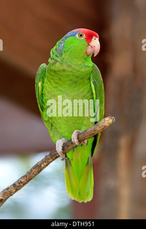 Rosso-incoronato Amazon / (Amazona viridigenalis) / rosso-incoronato Parrot, verde-cheeked Amazon, messicano Red-headed Parrot Foto Stock