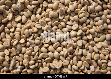 Il caffè crudo fagioli, Nicaragua Foto Stock