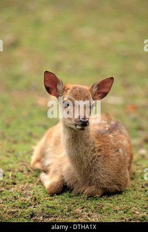 Cervi Sika, giovani / (Cervus nippon) Foto Stock