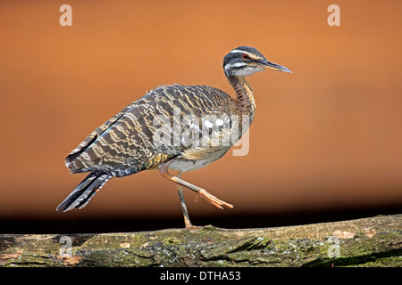 Sunbittern / (Eurypyga helias) Foto Stock