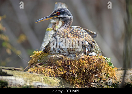 Sunbittern su nest / (Eurypyga helias) Foto Stock