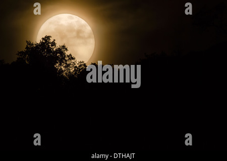 Real misty Full Moon Rising dietro una quercia la silhouette di notte. Teleobiettivo. Maiorca, isole Baleari, Spagna Foto Stock