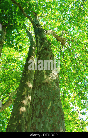 Guardando verso l'alto la pezzata streaming alla luce del sole attraverso l'albero canopy. Foto Stock