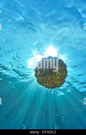 Vista subacquea di meduse (Cotylorhiza tuberculata) con il sole in background. Maiorca, isole Baleari, Spagna Foto Stock