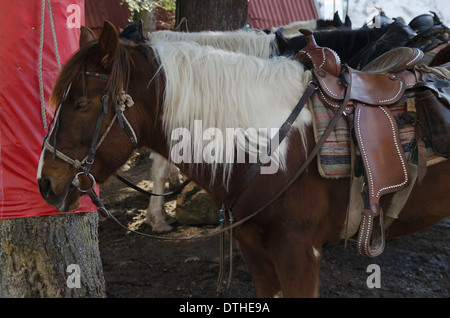 Equitazione club in Borovetz resort. Montagna Rila, Bulgaria Foto Stock