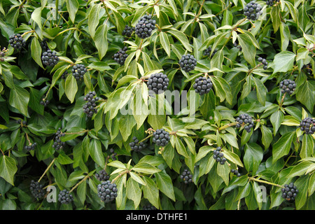 Edera comune (Hedera helix) gowing rosso mattone parete che mostra i fiori che hanno trasformato in bacche nere, England, Regno Unito Foto Stock