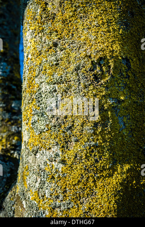 Licheni crescono sul tronco della coppia acer tree in un paese occidentale giardino inglese Foto Stock