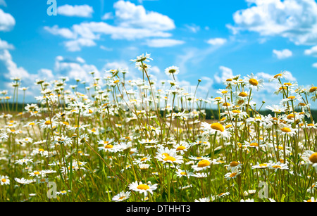 Bella estate paesaggio rurale con un prato di fioritura e il blu del cielo Foto Stock