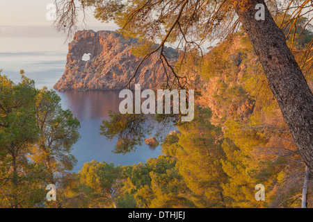 Close up la penisola Foradada in inverno una giornata di mare calmo. Alberi di pino. Maiorca costa a nord. Deià area. Isole Baleari, Spagna Foto Stock