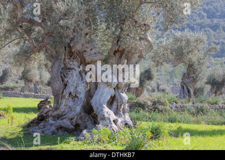 Il Centennial olivi e terreni di coltura. Area di Valldemossa. Montagne Tramuntana. Maiorca, isole Baleari, Spagna Foto Stock