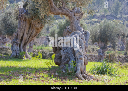 Il Centennial olivi e terreni di coltura. Area di Valldemossa. Montagne Tramuntana. Maiorca, isole Baleari, Spagna Foto Stock