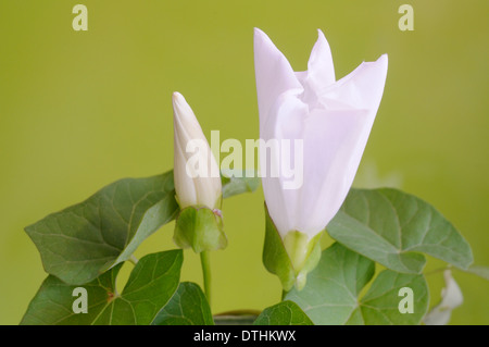 Maggiore centinodia, Calystegia sepium (Convolvulaceae), ritratto del fiore viola con bel al di fuori della messa a fuoco lo sfondo. Foto Stock