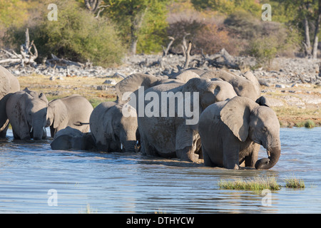 Elefanti in Etosha Foto Stock