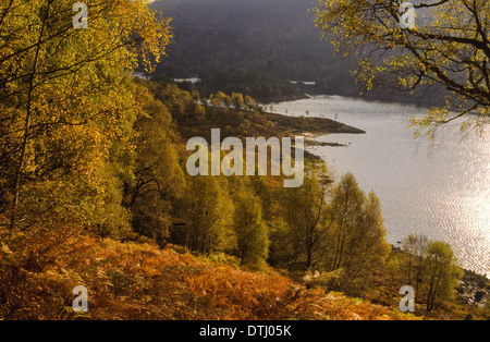 GLEN AFFRIC Scozia con alberi di betulla e BRACKEN IN AUTUNNO Foto Stock