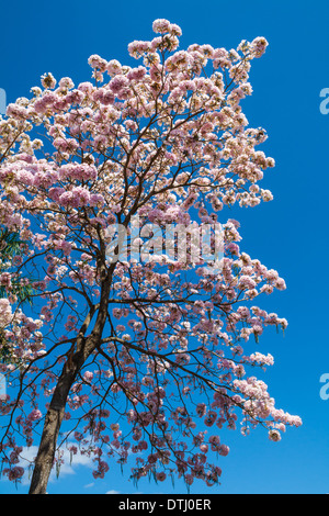 Tabebuia rosea in fiore Foto Stock