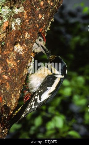 Picchio rosso alimentazione di un giovane uno in corrispondenza di un foro di nido in un tronco di albero Foto Stock