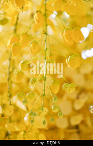 Cassia fistola, golden shower tree Foto Stock