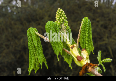 Ippocastano albero ( Aesculus hippocastanum ) boccioli e lascia l'APERTURA IN PRIMAVERA Foto Stock