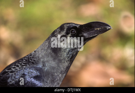 Corvo giapponese o JUNGLE CROW (Corvus macrorhynchos) e il suo becco Foto Stock