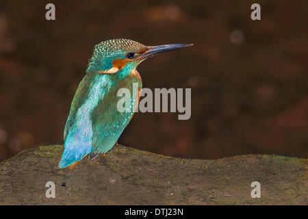 Kingfisher (Alcedo atthis) maschio arroccato su di una pietra di notte. Flash utilizzata per evidenziare la notte di caccia. Foto Stock