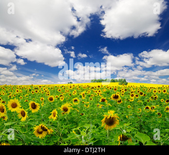 Campo di girasole sotto il cielo blu Foto Stock