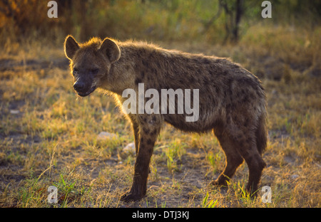 LONE IENA A SUNRISE IN ETOSHA PARCO GIOCHI DELLA NAMIBIA Foto Stock