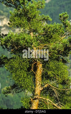 MISTLTOE [ Viscum album ] cresce su albero di pino NEL SUD DELLA FRANCIA Foto Stock