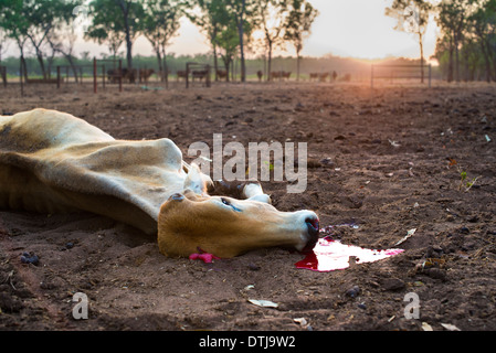 Shot mucca giacente a terra, con la pozza di sangue, di sunrise Foto Stock
