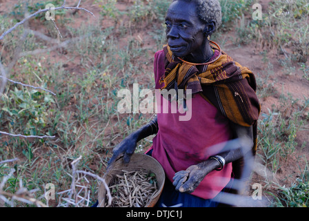 Uganda Karamoja Kotido, popolo Karimojong, pastorale tribù, donna vecchia raccolta di fagioli Foto Stock