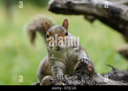 primo piano di scoiattolo grigio Foto Stock