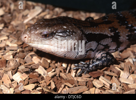 Blu indonesiano-tongued skink Tiliqua gigas, Scincidae, Indonesia Foto Stock