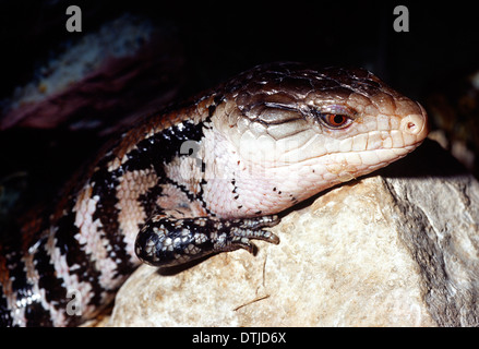 Blu indonesiano-tongued skink Tiliqua gigas, Scincidae, Indonesia Foto Stock