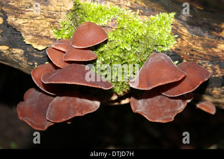 Jelly orecchio funghi Auricularia padiglione auricolare -judae Foto Stock