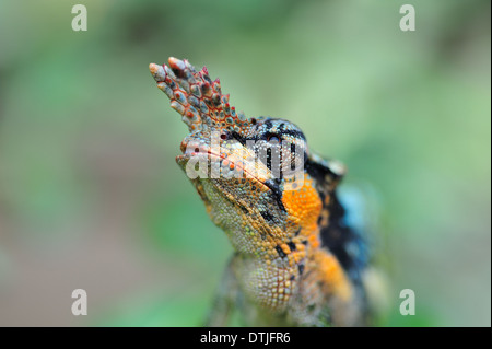 Due-cornuto camaleonte (close up) Foto Stock