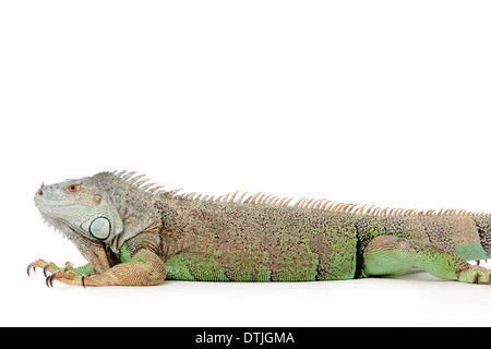 Giovani iguana in un bianco studio tempo havingnice Foto Stock